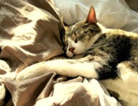 Une vie de chAt Les amoureux fervents et les savants austères
Aiment également, dans leur mûre saison,
Les chats puissants et doux, orgueil de la maison,
Qui comme eux sont frileux et comme eux sédentaires ...