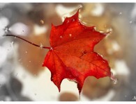 Le rouge d'une feuille - Comme celui d'un brasier - Réchauffe l'automne ...