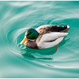 cOl Vert A mOntreux l'hiver il règne un frOid de canard ...