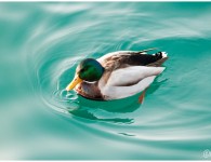 cOl Vert A mOntreux l'hiver il règne un frOid de canard ...