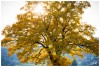 2011-11 Feuilles d'Or - (c) 2011 OuiLeO.cOm