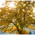 Feuilles d’Or Le chêne est roi en son pré ...