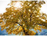 Feuilles d’Or Le chêne est roi en son pré ...