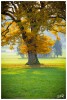2011-11 Tapis vert - (c) 2011 OuiLeO.cOm