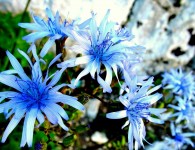 The flOwer pOwer … est de nous faire rêver. Voici un petit échantillon de couleurs pour échapper à la grisaille hivernale qui s’installe progressivement. Dix secondes d’évasion. Trois sucreries pour les yeux à...