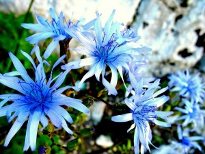 Fleurs bleues - (c) 2009 OuiLeO.cOm Fleurs bleues - (c) 2009 OuiLeO.cOm