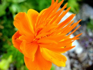 Fleur Orange - (c) 2009 OuiLeO.cOm Fleur Orange - (c) 2009 OuiLeO.cOm