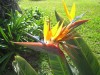 Madère - Oiseaux de Paradis - (c) 2008 OuiLeO.cOm