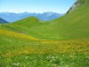 Rochers de Nayes - Les fleurs jAunes - (c) 2008 OuiLeO.cOm