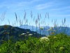Rochers de Nayes - Les herbes - (c) 2008 OuiLeO.cOm