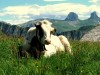 Rochers de Nayes - Sieste sous les mOuches - (c) 2008 OuiLeO.cOm